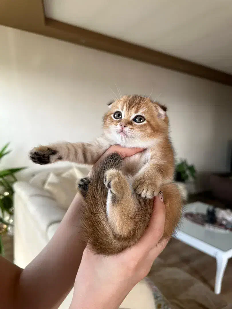 بچه گربه اسکاتیش 2ماهه گلد|گربه|تهران, ارم|دیوار