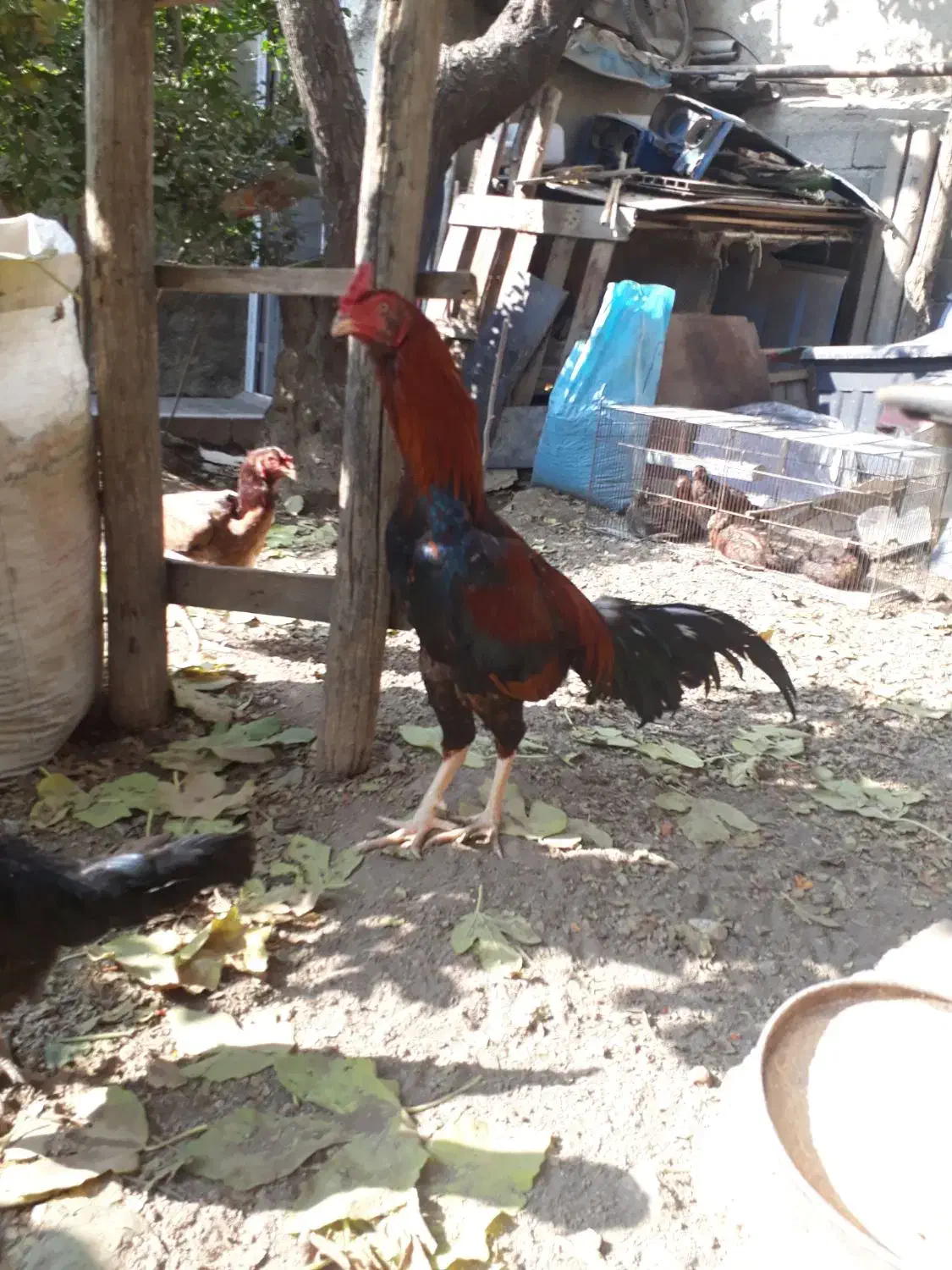 خروس لاری ۷.۵ ماهه نسل دار|حیوانات مزرعه|هشتگرد, تهران دشت|دیوار