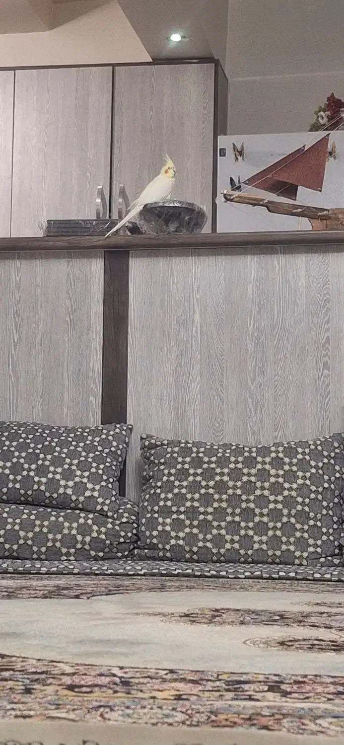 یک جفت عروس هلندی|پرنده|تهران, هفده شهریور|دیوار