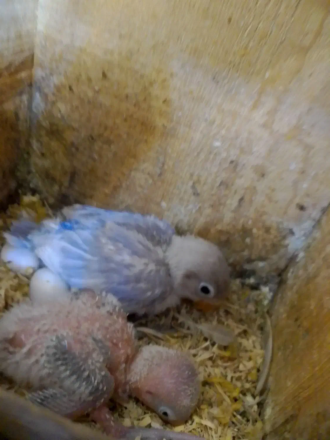 طوطی برزیلی از سر لاک تا بالغ|پرنده|رشت, انصاری|دیوار