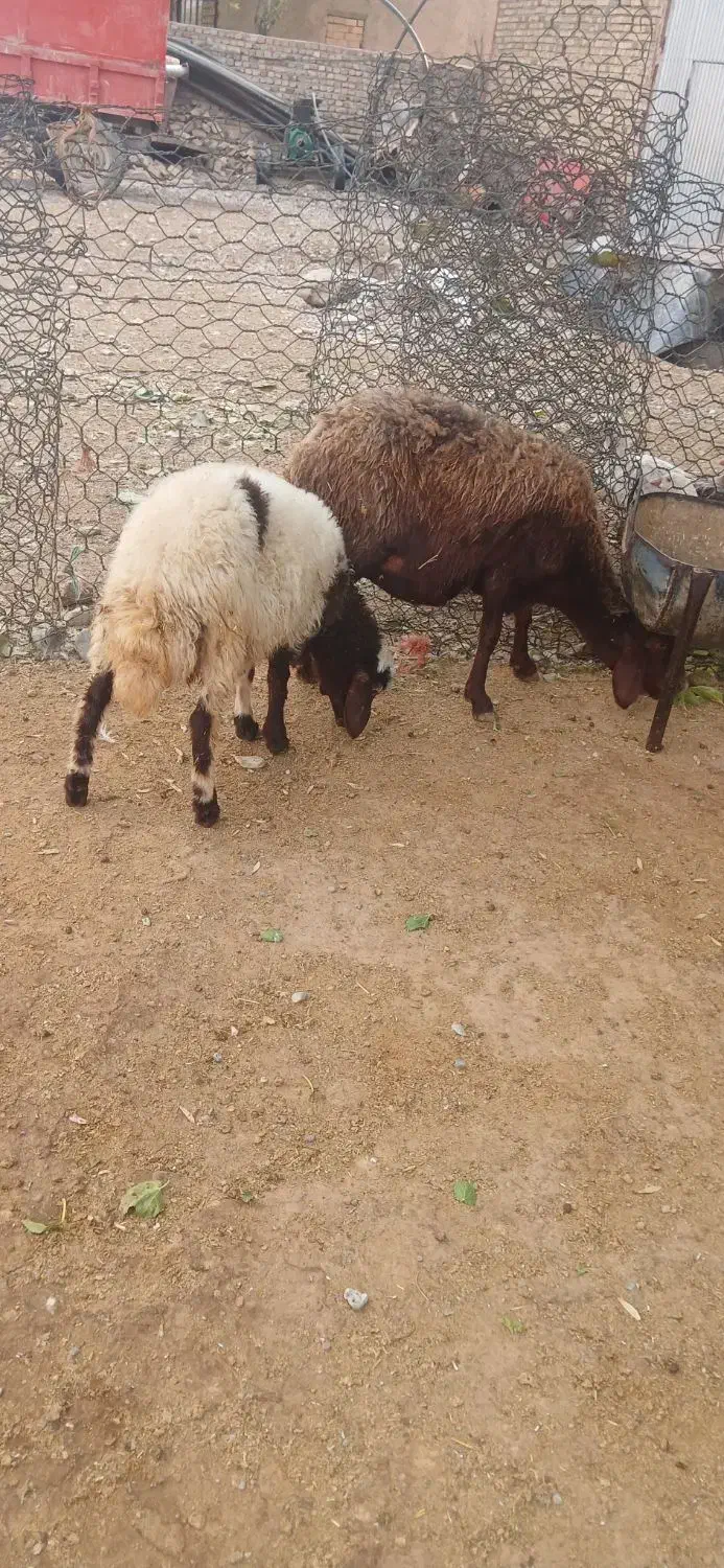 میش بره افشار جوان|حیوانات مزرعه|بروجرد, |دیوار