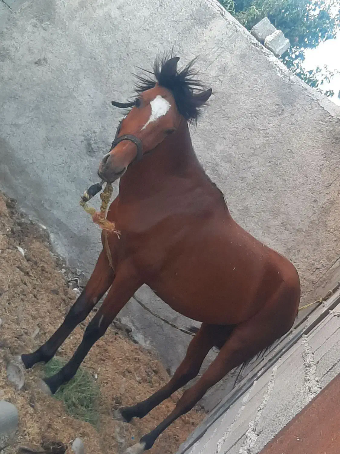 گمشده نره اسب|حیوانات|فاضل آباد, |دیوار
