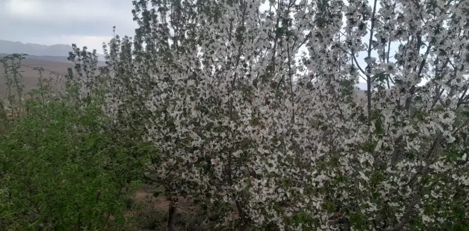 باغ درخت۱۵ساله سند۶دانگ بامجوزساخت معاوضه باماشین|فروش زمین و ملک کلنگی|مشهد, شاهد (شهرک غرب)|دیوار