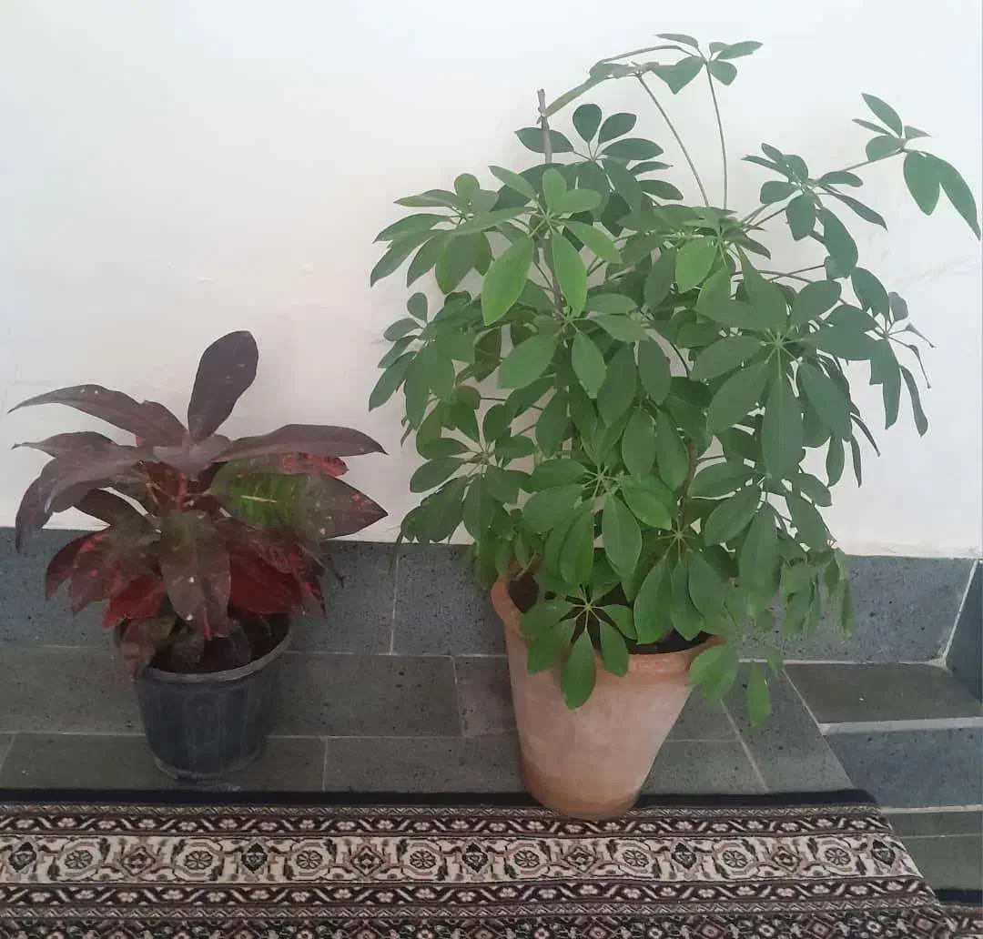 گل های آپارتمانی شاداب و سرحال|گل و گیاه طبیعی|صوفیان, |دیوار