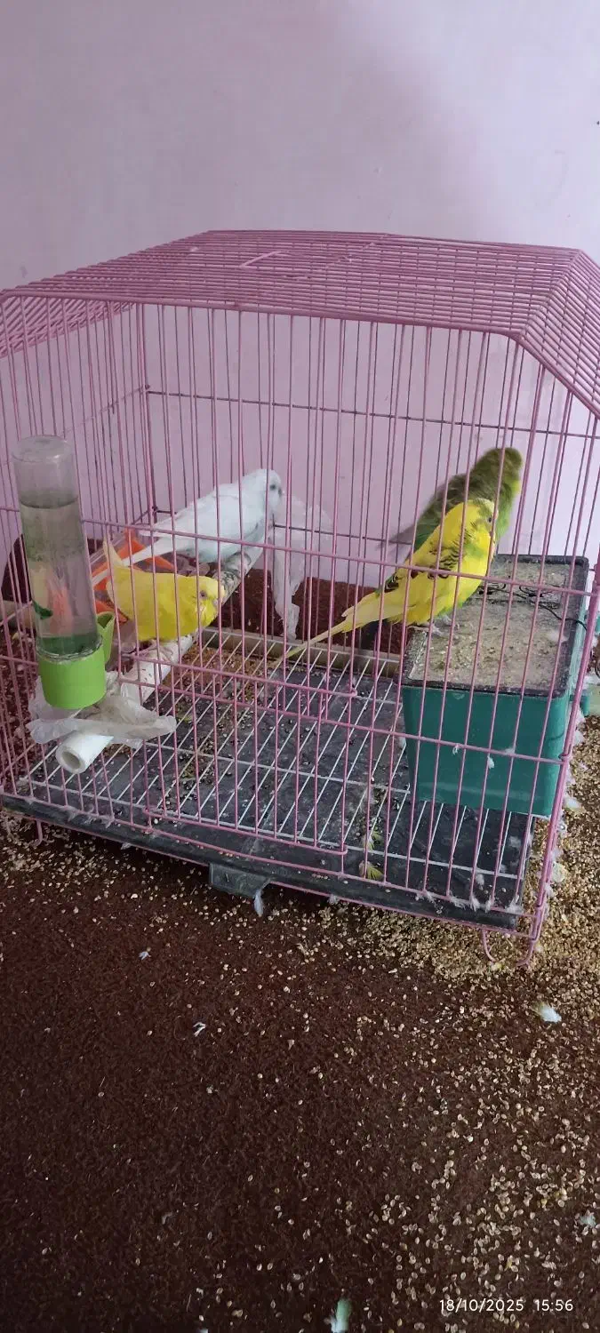 مرغ عشق با قفس|پرنده|گرگان, |دیوار