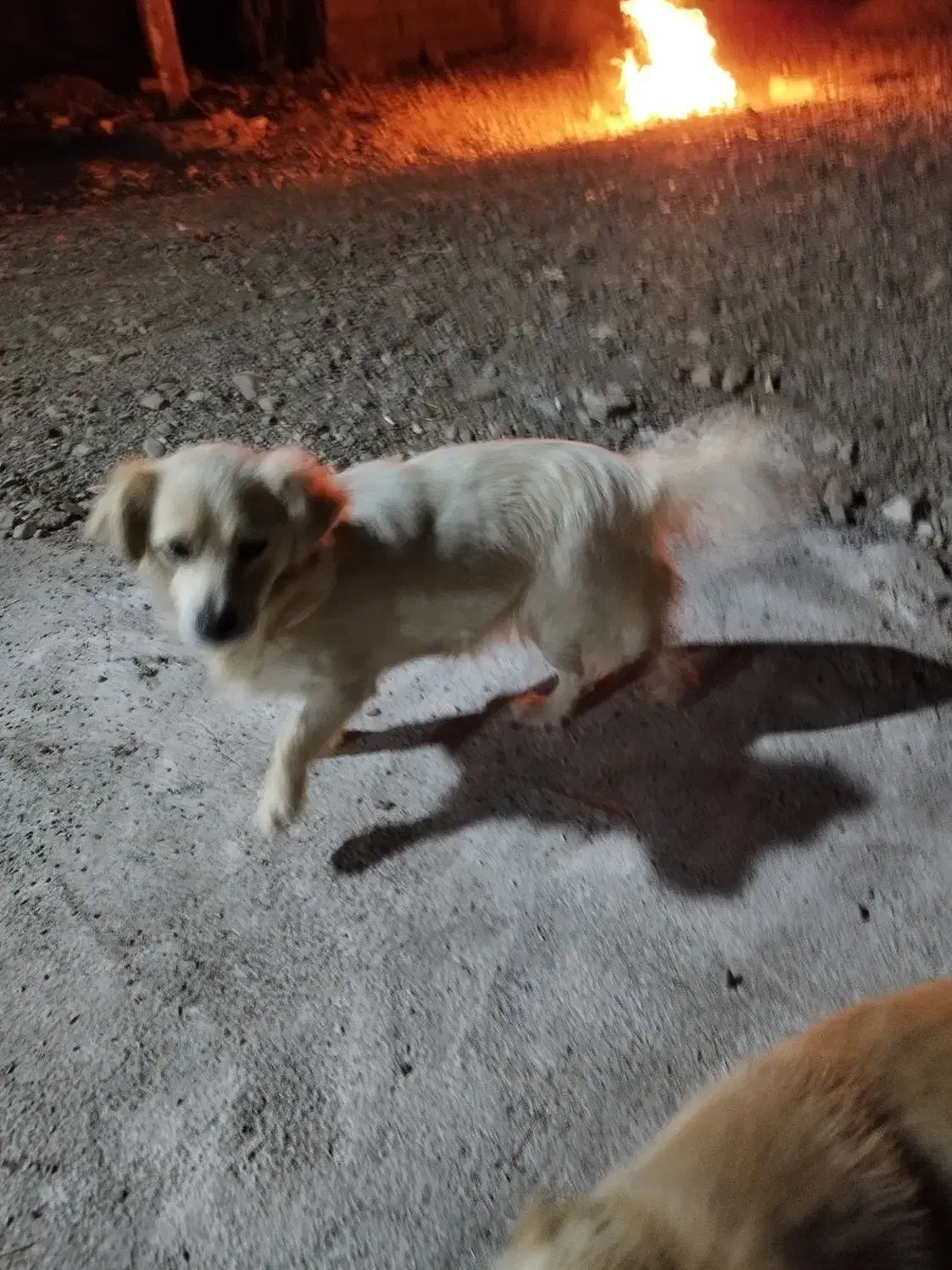 سگ پاپی|سگ|قم, بنیاد|دیوار