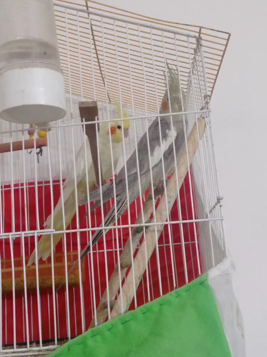 عروس|پرنده|تربت جام, شاهد|دیوار