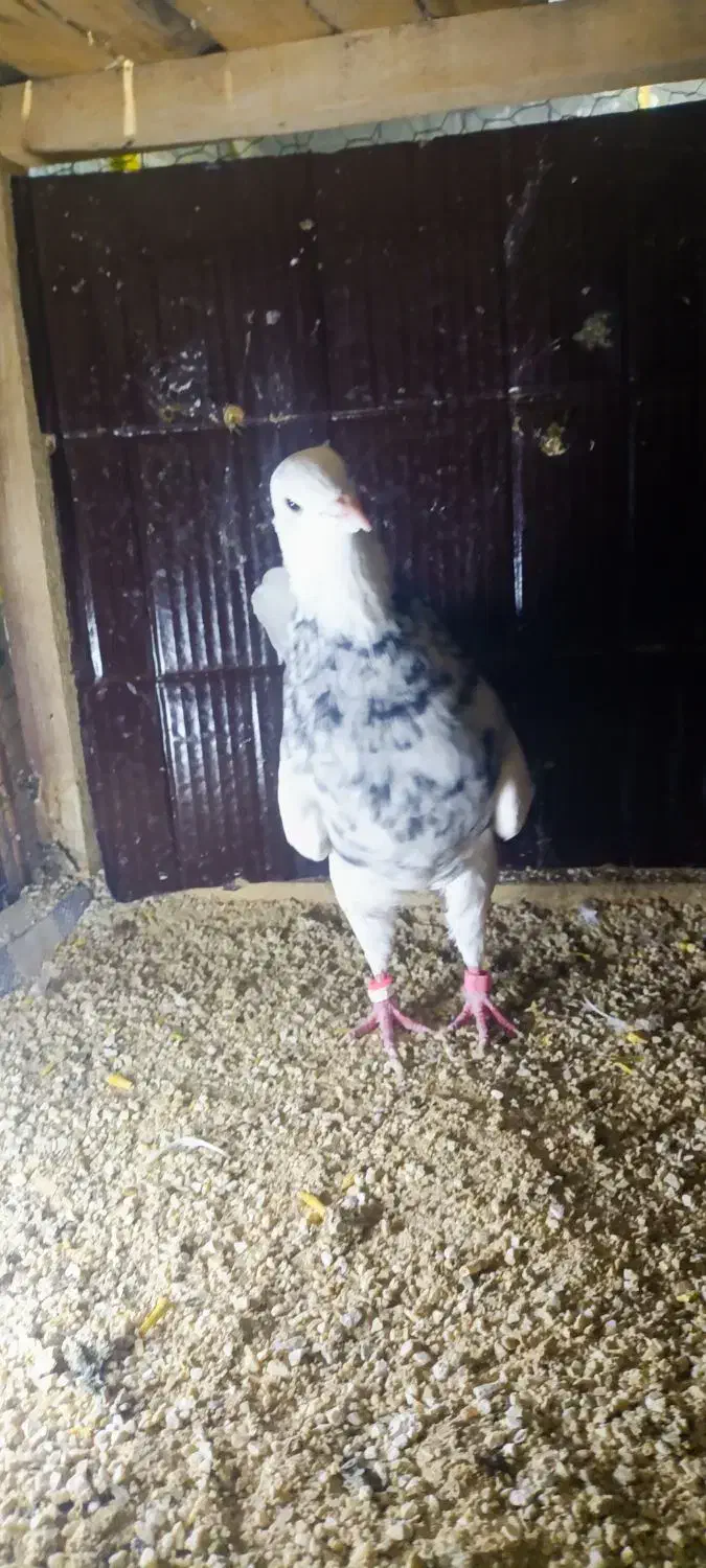 طوقی  معاوضه با تهرانی|پرنده|سرپل ذهاب, |دیوار