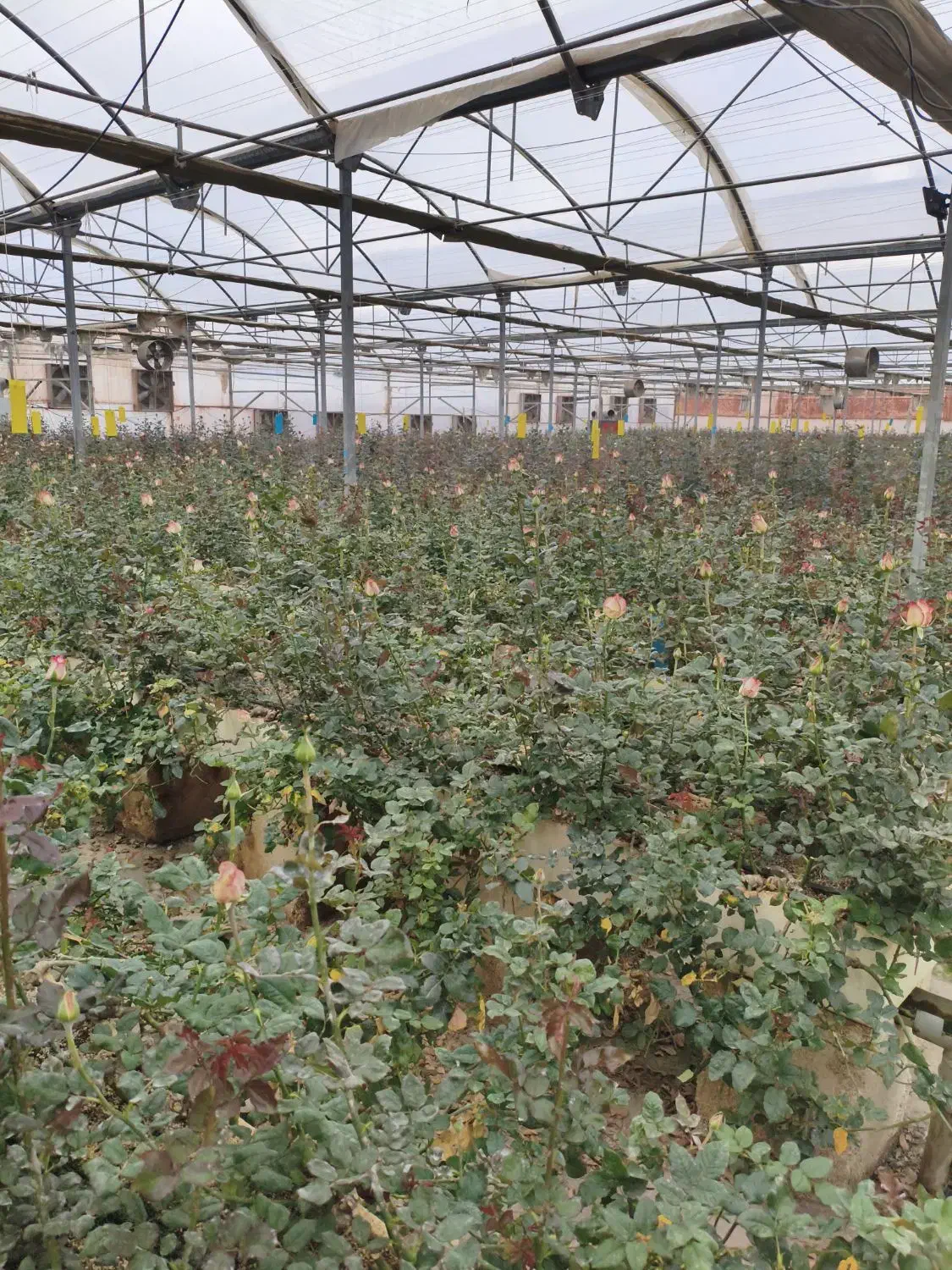 گل رز|گل و گیاه طبیعی|ساوه, |دیوار