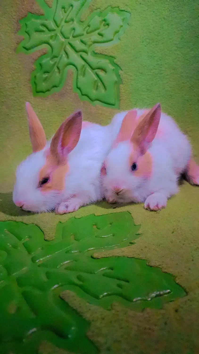 خرگوش مینیاتوری|موش و خرگوش|تهران, افسریه جنوبی|دیوار