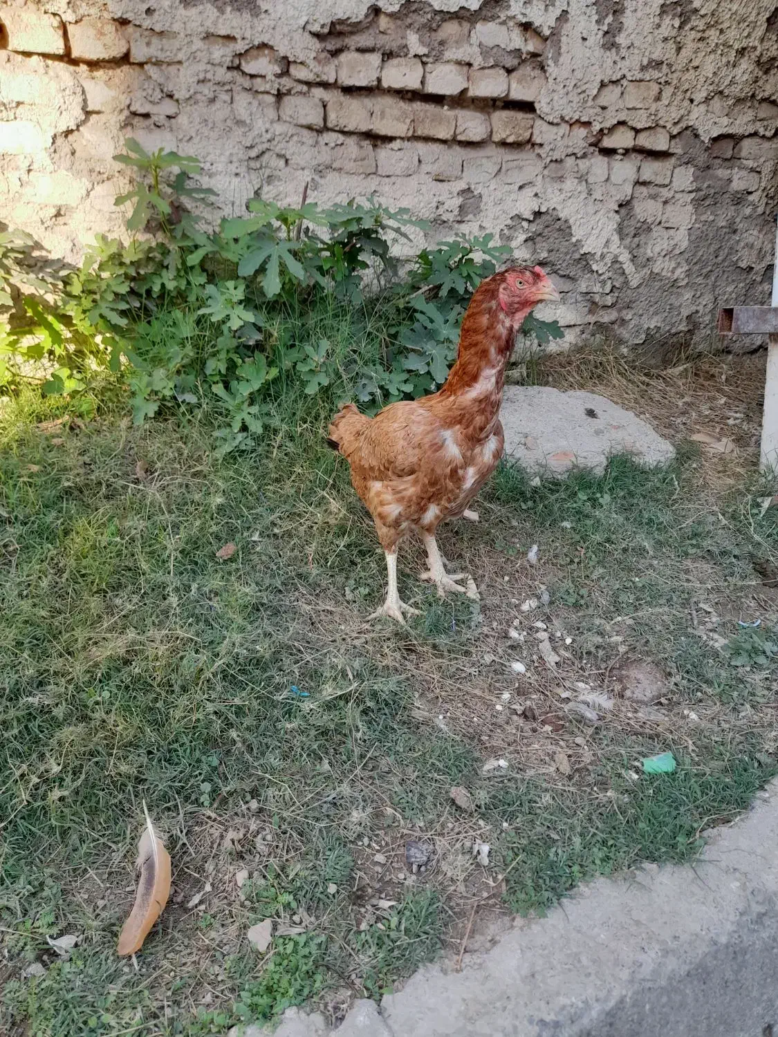 مرغ لاری نژاد افغان|حیوانات مزرعه|گرگان, |دیوار