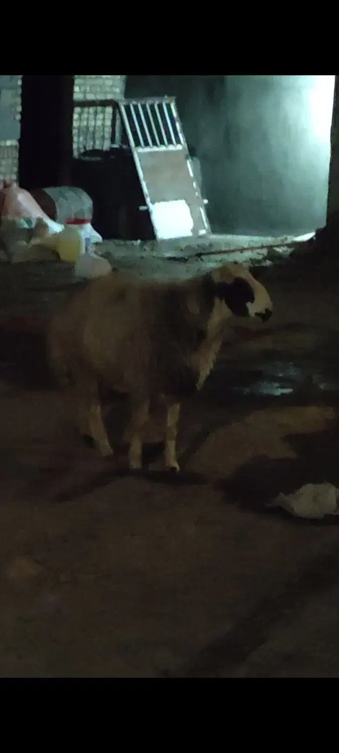 قوچ بذری درجه یک|حیوانات مزرعه|قوچان, |دیوار