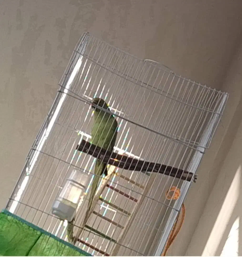 طوطی ملنگو سبز گمشده|پرنده|صدرا-فارس, فاز ۱|دیوار