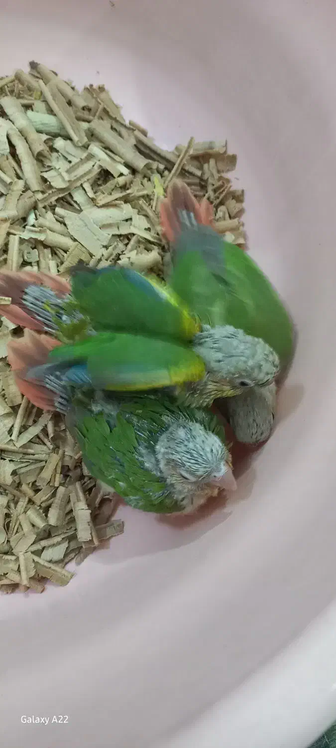 پرنده|پرنده|نیشابور, فردوسی جنوبی|دیوار