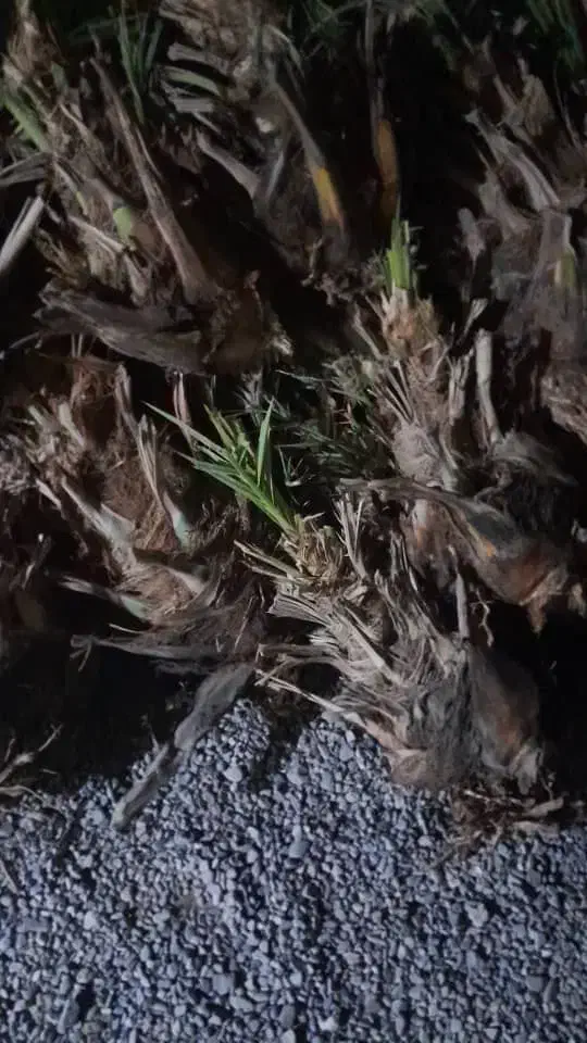 150تامضافتی بزرگ بیست سی کیلو خریدار تماس بگیره|خدمات باغبانی و درختکاری|سراوان, |دیوار