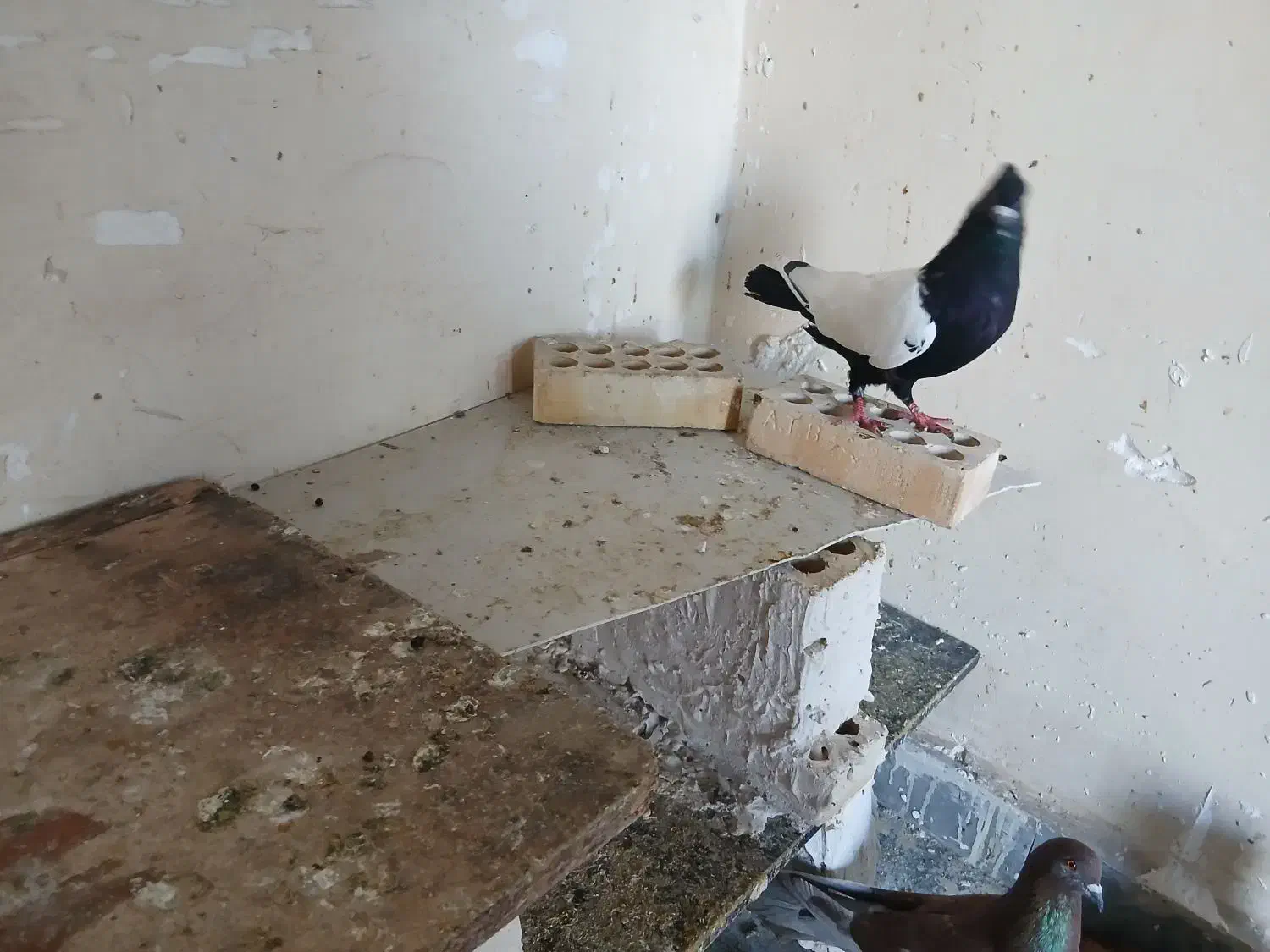 سینه سیا|پرنده|مسجد سلیمان, |دیوار