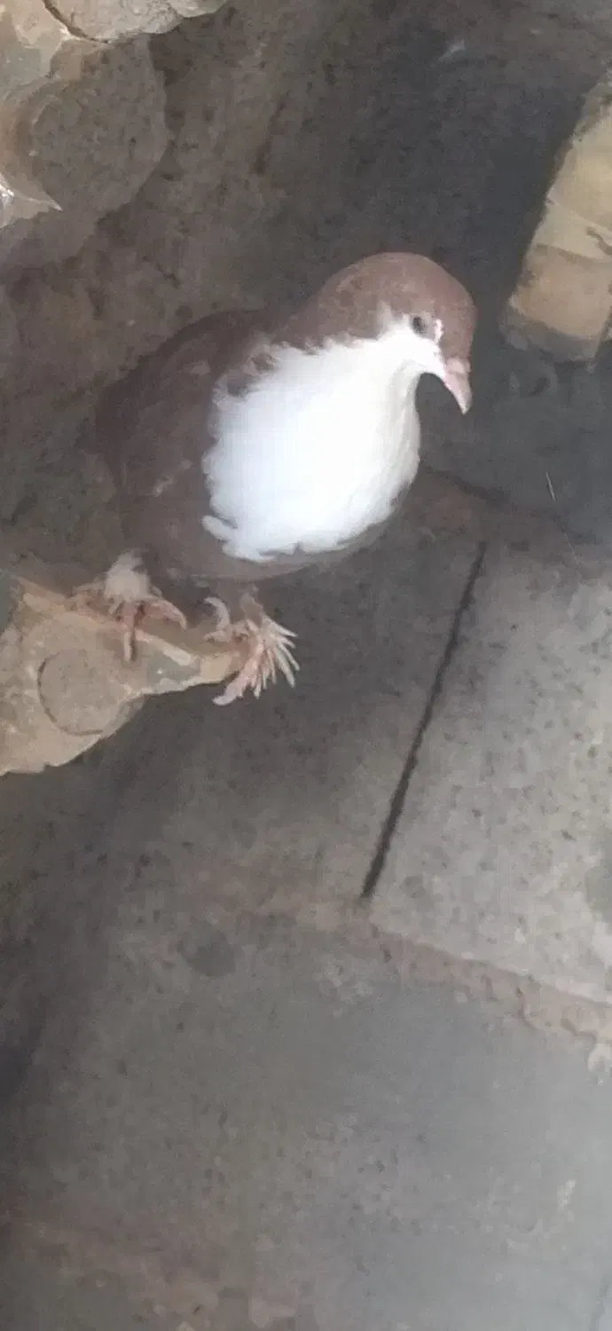 لایه سیندق|پرنده|کشکوئیه, |دیوار