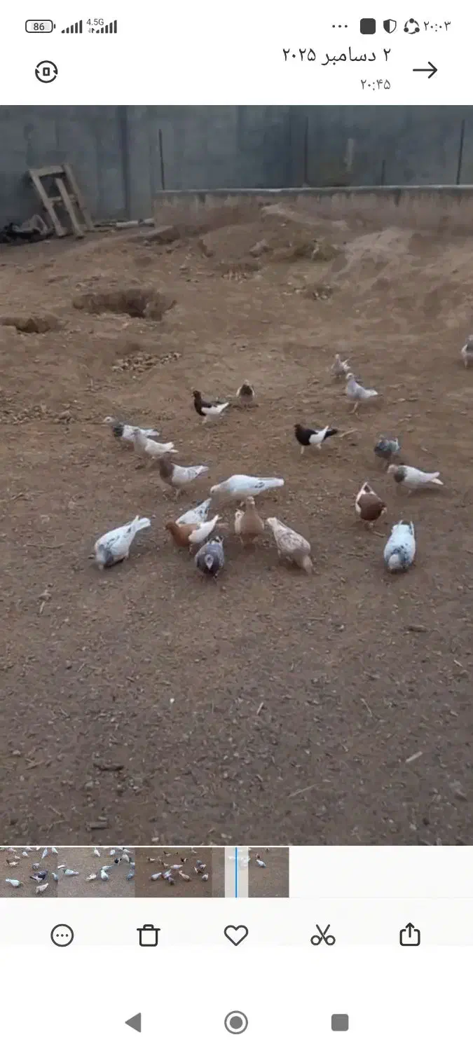 همه هفت رنگ|پرنده|شال, |دیوار