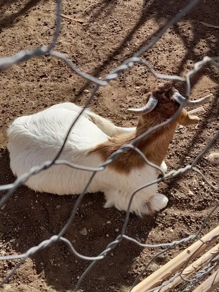 چپشت|حیوانات مزرعه|جیرفت, |دیوار