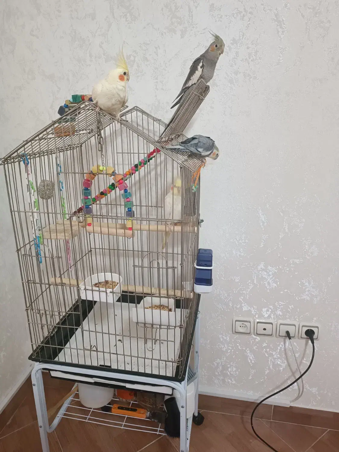 عروس هلندی|پرنده|رشت, حمیدیان|دیوار