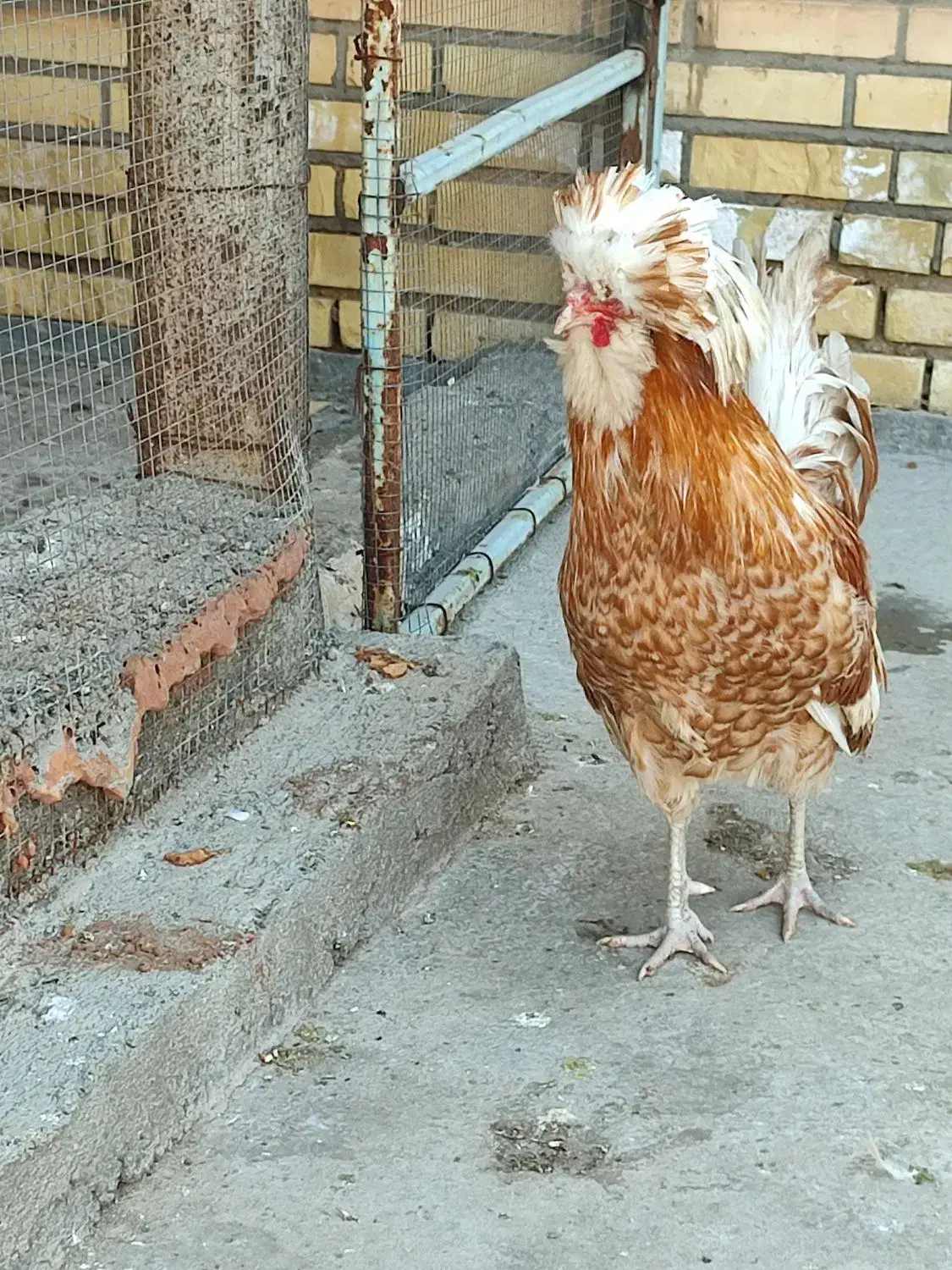 لهستانی|حیوانات مزرعه|امیدیه, |دیوار