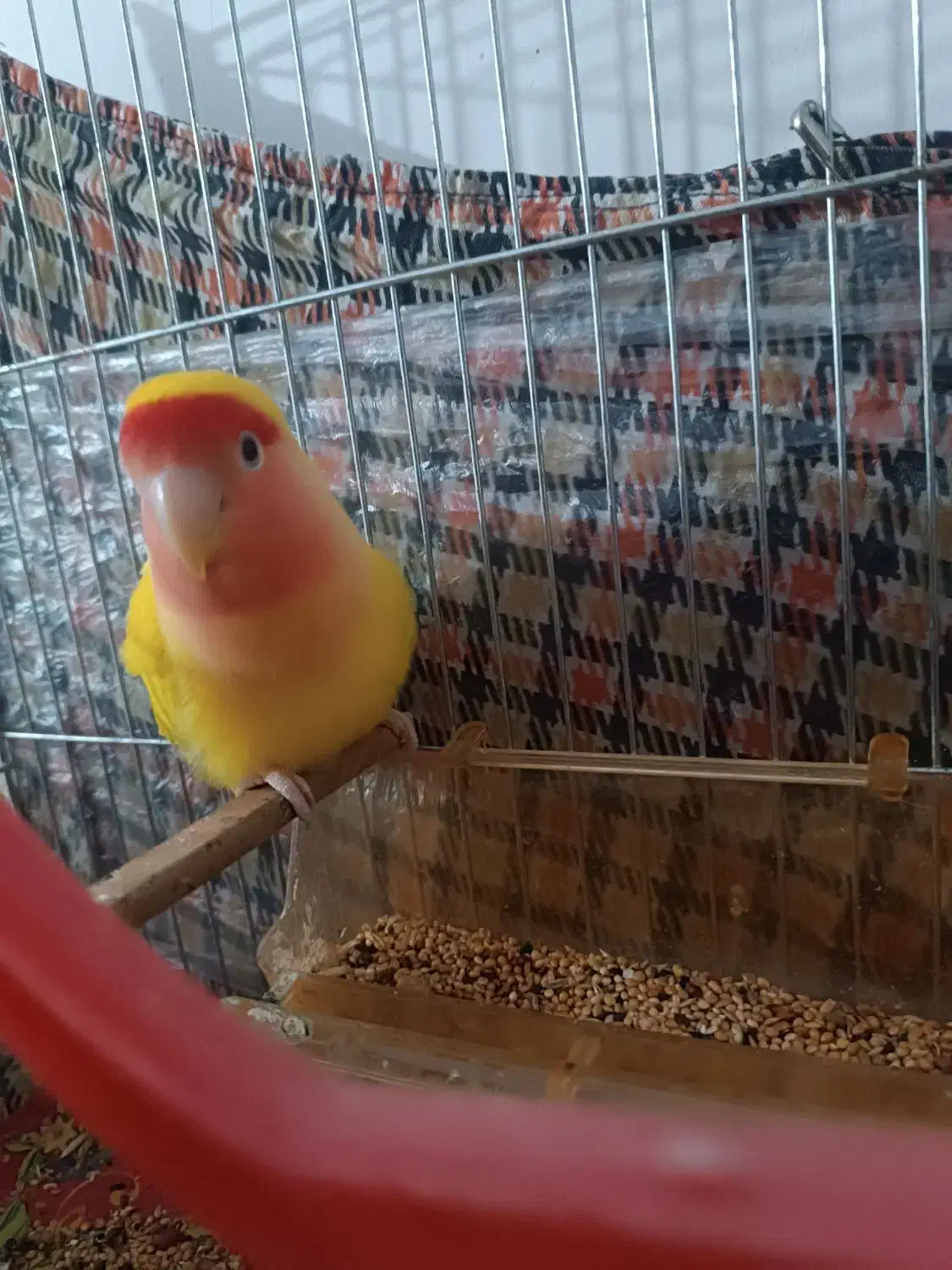 کوتوله برزیلی|پرنده|هوراند, |دیوار