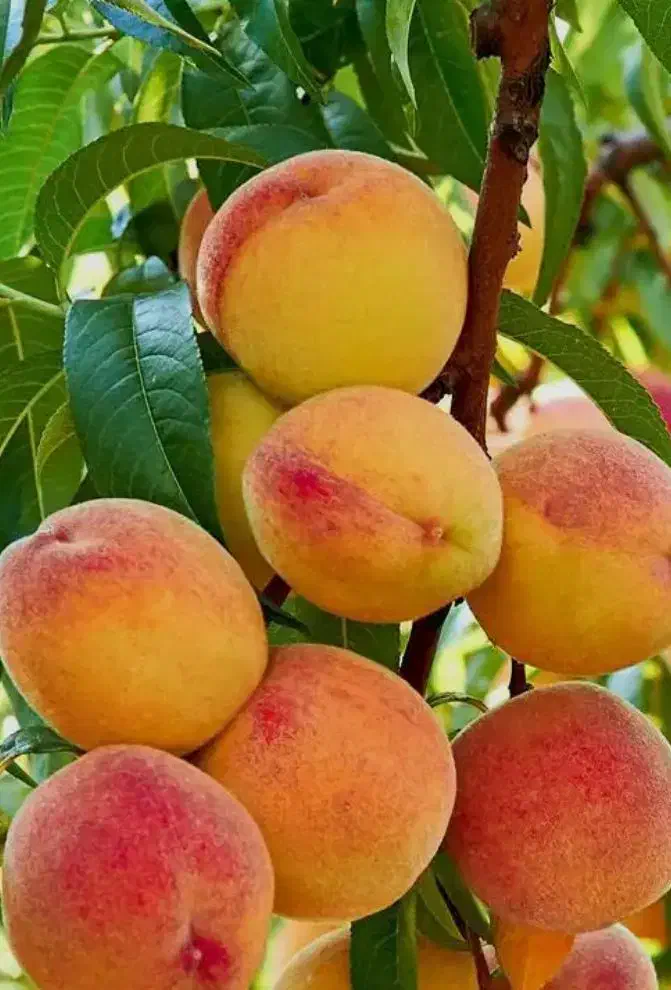 نهال هلو زعفرانی|خدمات باغبانی و درختکاری|دهگلان, |دیوار