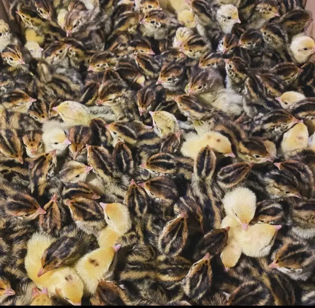 تخم بلدرچین نطفه دار|حیوانات مزرعه|شیروان (خراسان), |دیوار