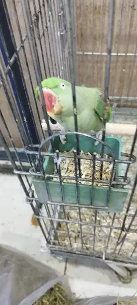 شاه طوطی|پرنده|اهواز, پادادشهر|دیوار