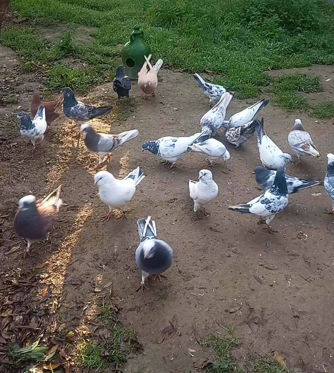 کفتر پرش|پرنده|سیمین شهر, |دیوار