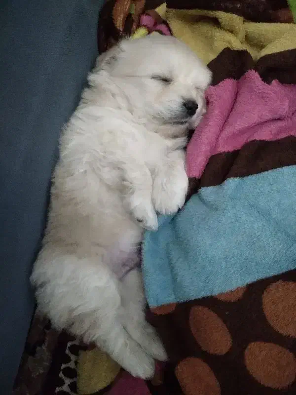 حیوانات|سگ|کرمان, |دیوار