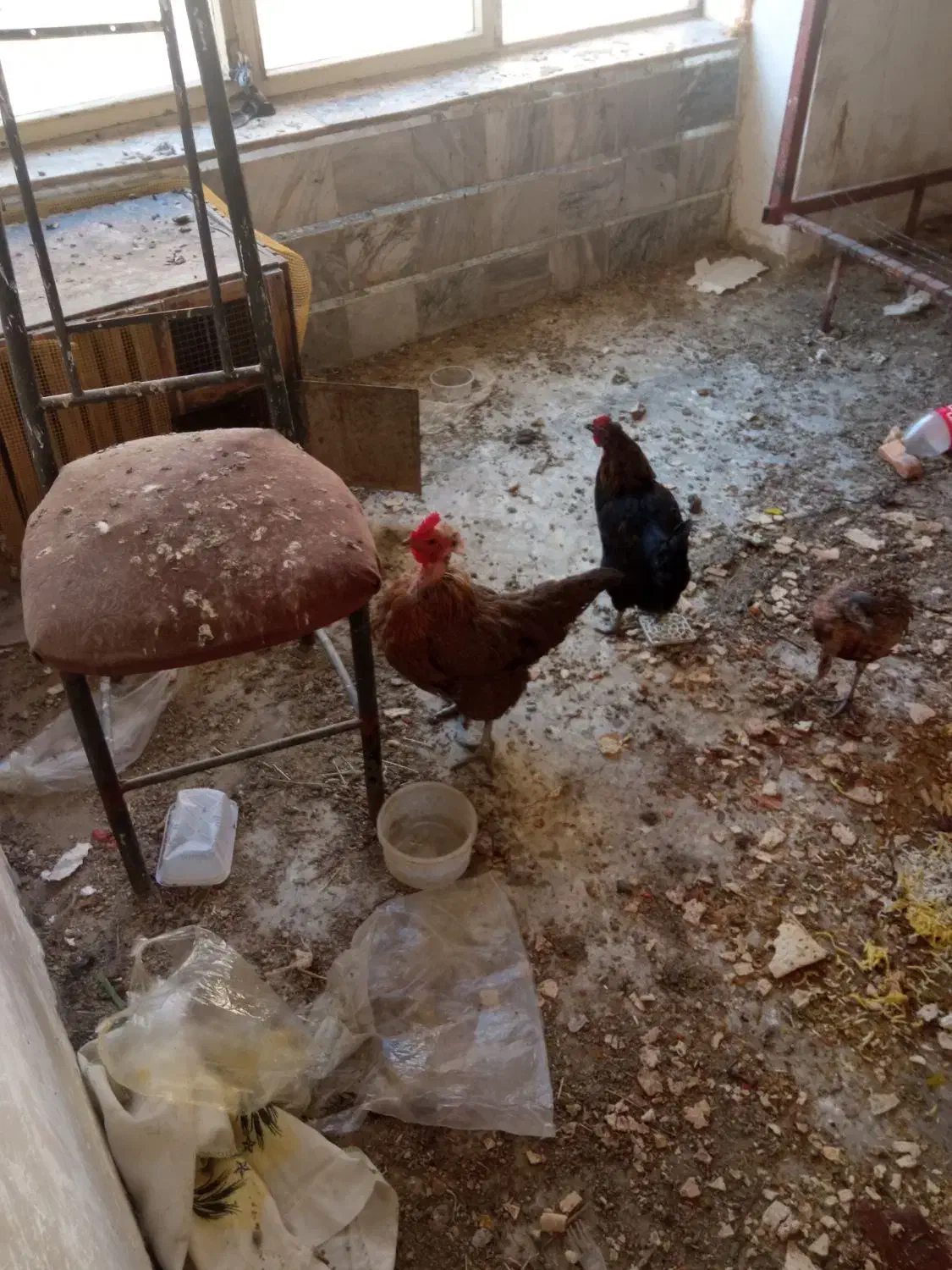 مرغ وخروس تزینی|حیوانات مزرعه|اصفهان, امامزاده اسماعیل|دیوار