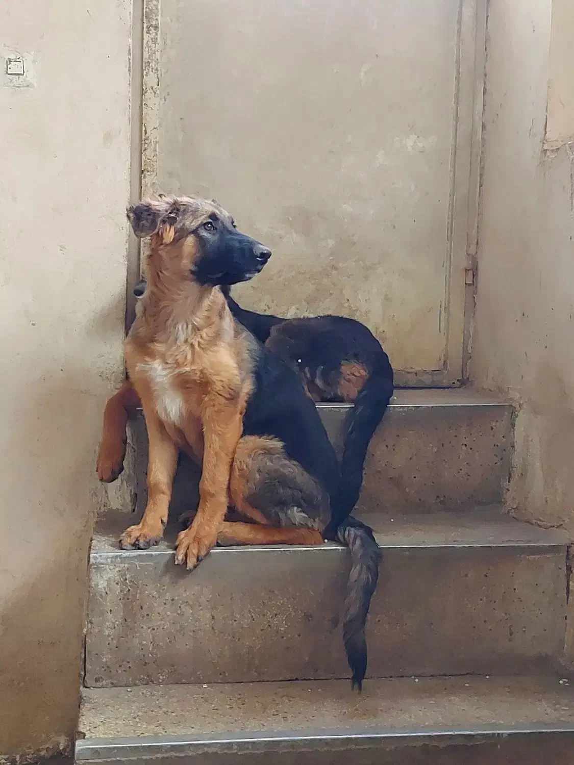 ژرمن شولاین ماده ۵ ماهه|سگ|همدان, |دیوار