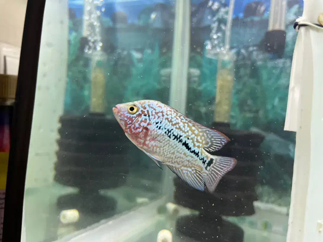 فلاور کامفا جوجه|ماهی|تهران, سنگلج (شاپور)|دیوار