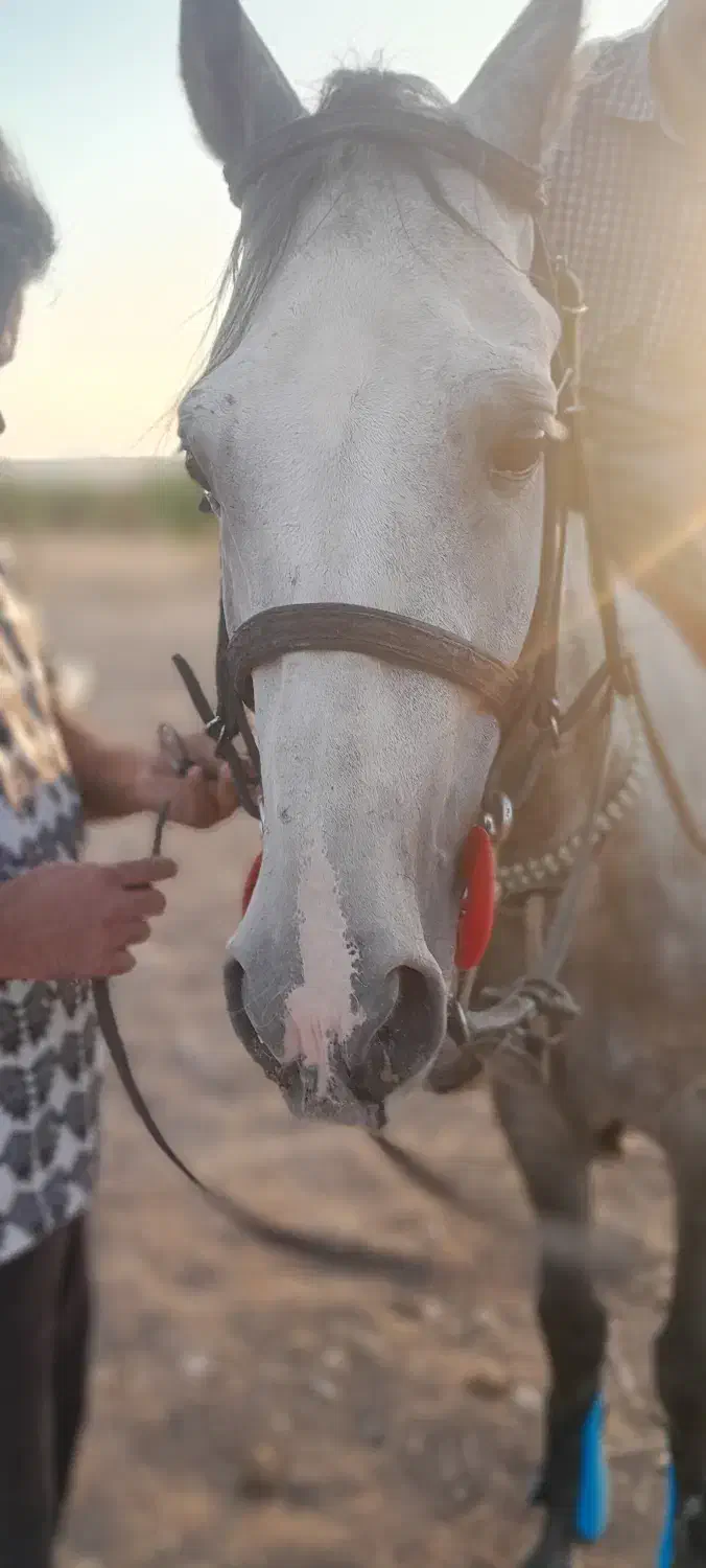 دو عدد اسب نژاد کورد|اسب و تجهیزات اسب‌سواری|دماوند, دماوند|دیوار