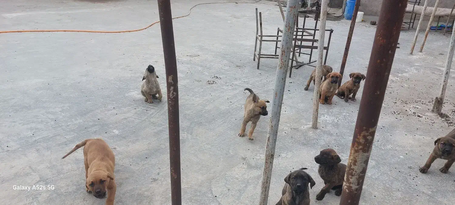 توله دو ماه کنکورسو|سگ|رینه, |دیوار