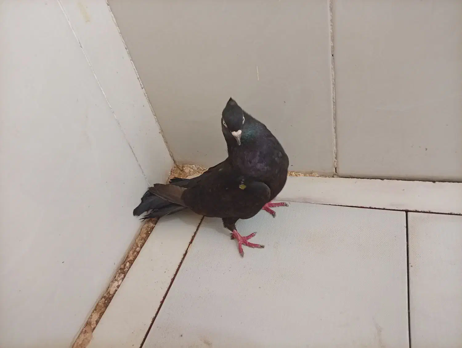 کبوتر|حیوانات|مسجد سلیمان, |دیوار