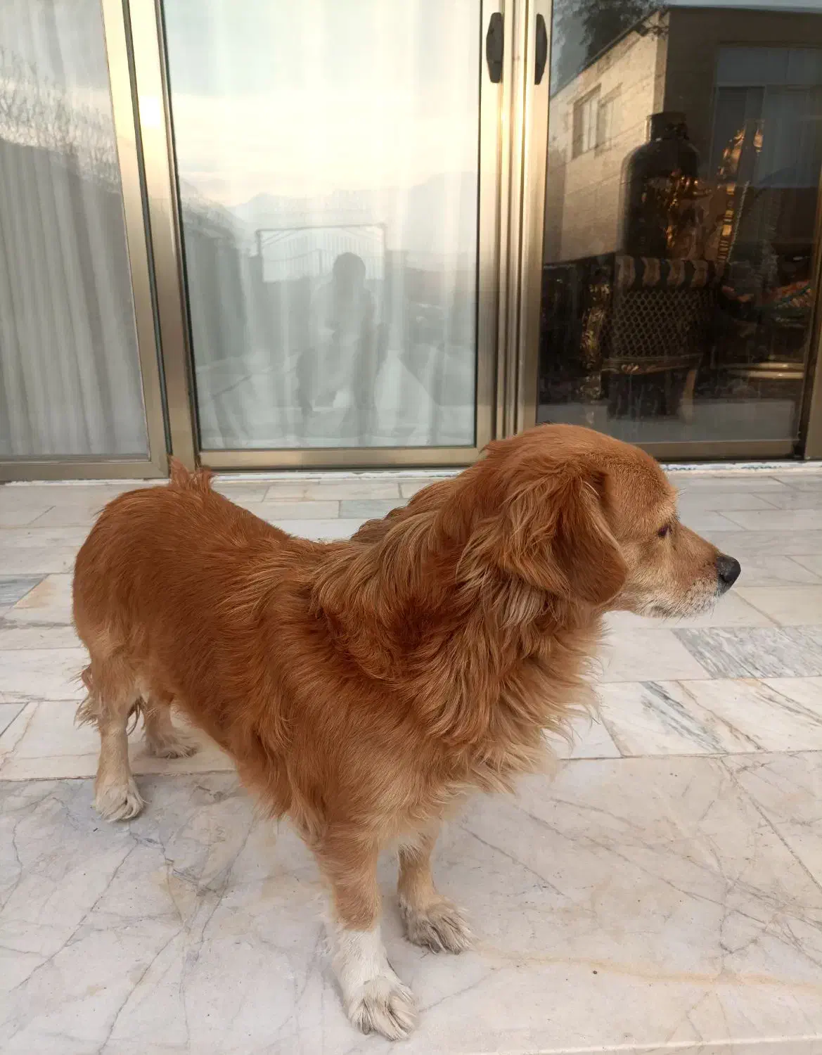 سگ اشکپیز|سگ|اصفهان, بهارستان|دیوار