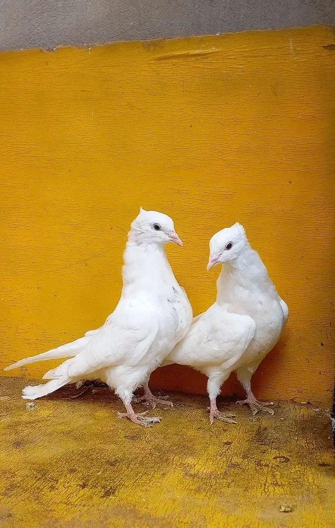 کبوتر پرشی غریب|پرنده|کوهدشت, |دیوار