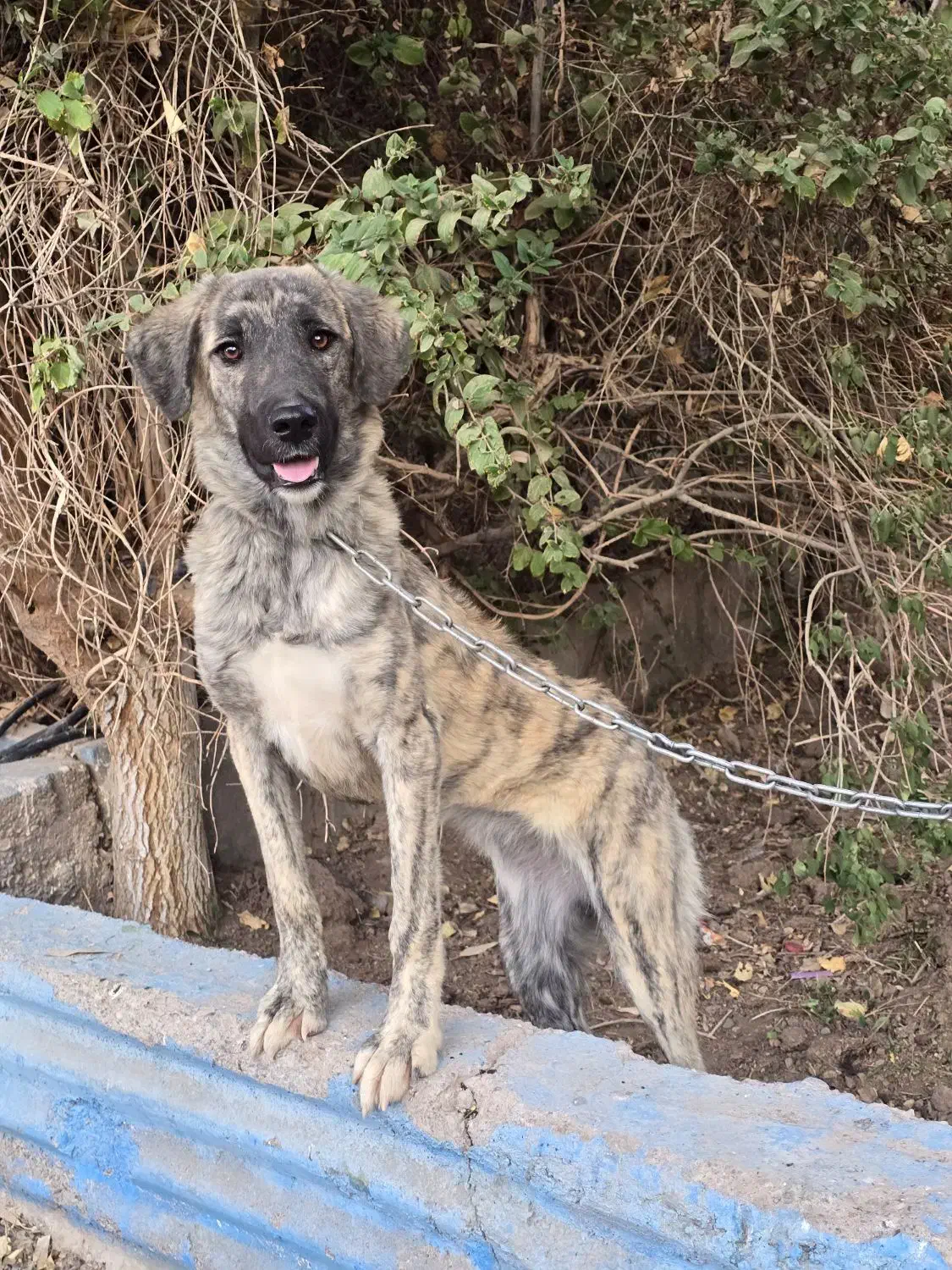 سگ افغان تایگر گلدن رتریور ژرمن بلک پامراشپیتز|سگ|کرمان, |دیوار