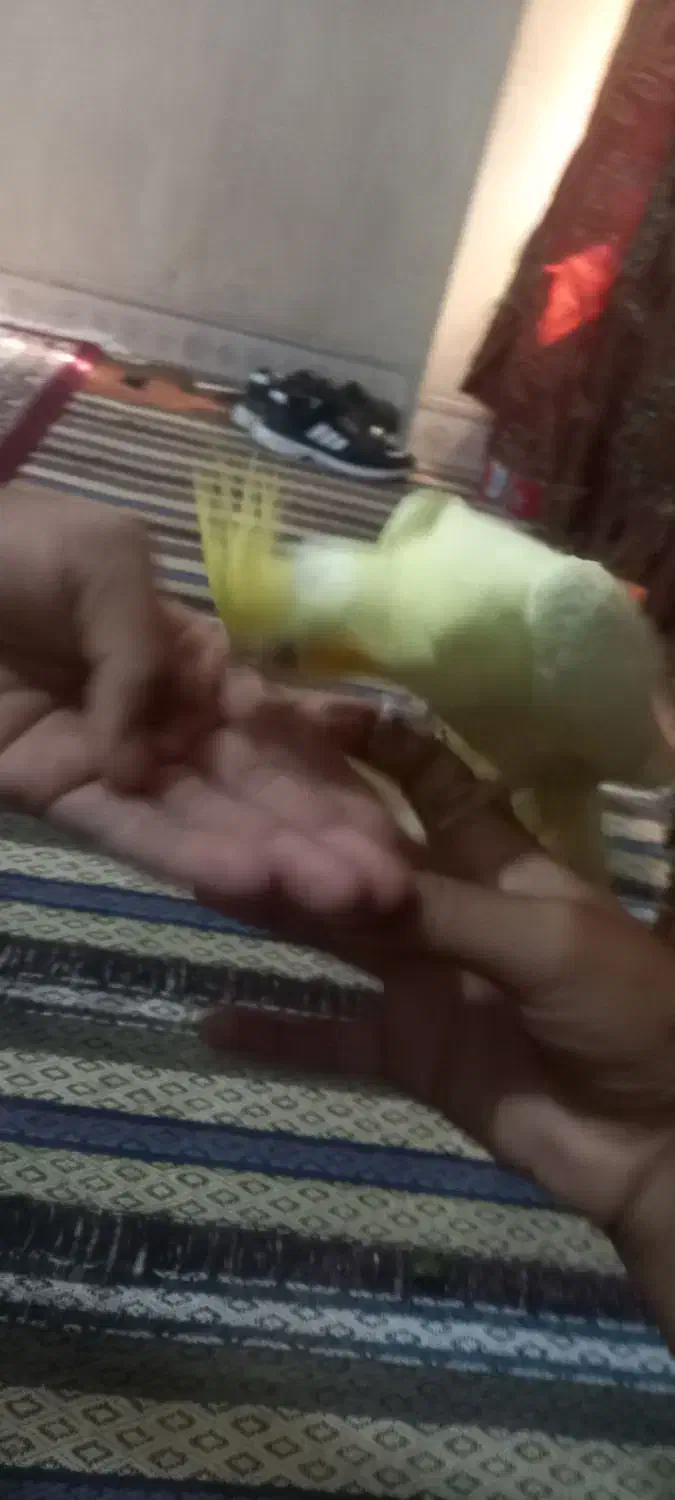 عروس هلندی چشم قرمز|پرنده|چابهار, |دیوار