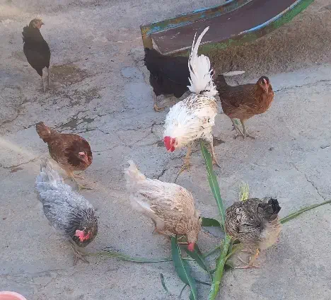 مرغ محلی|حیوانات مزرعه|سیروان, |دیوار