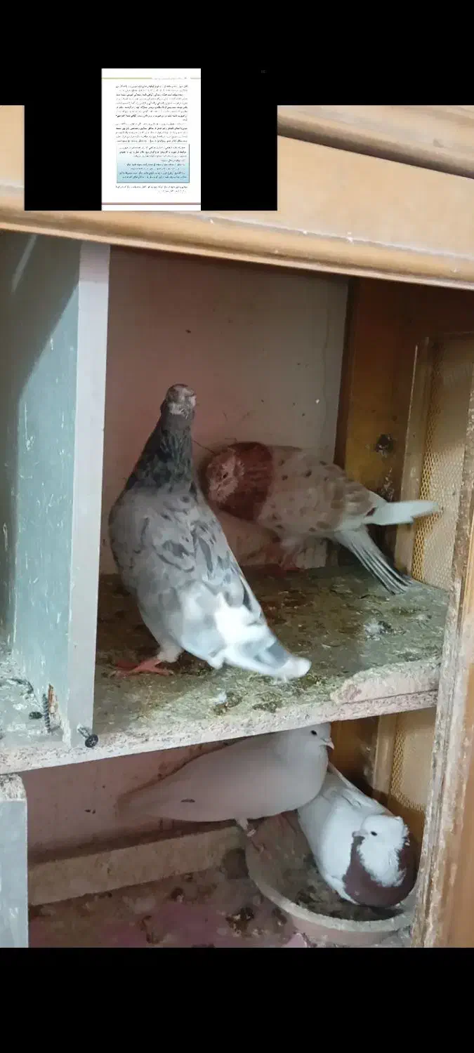 کبوتر|پرنده|الوند, |دیوار