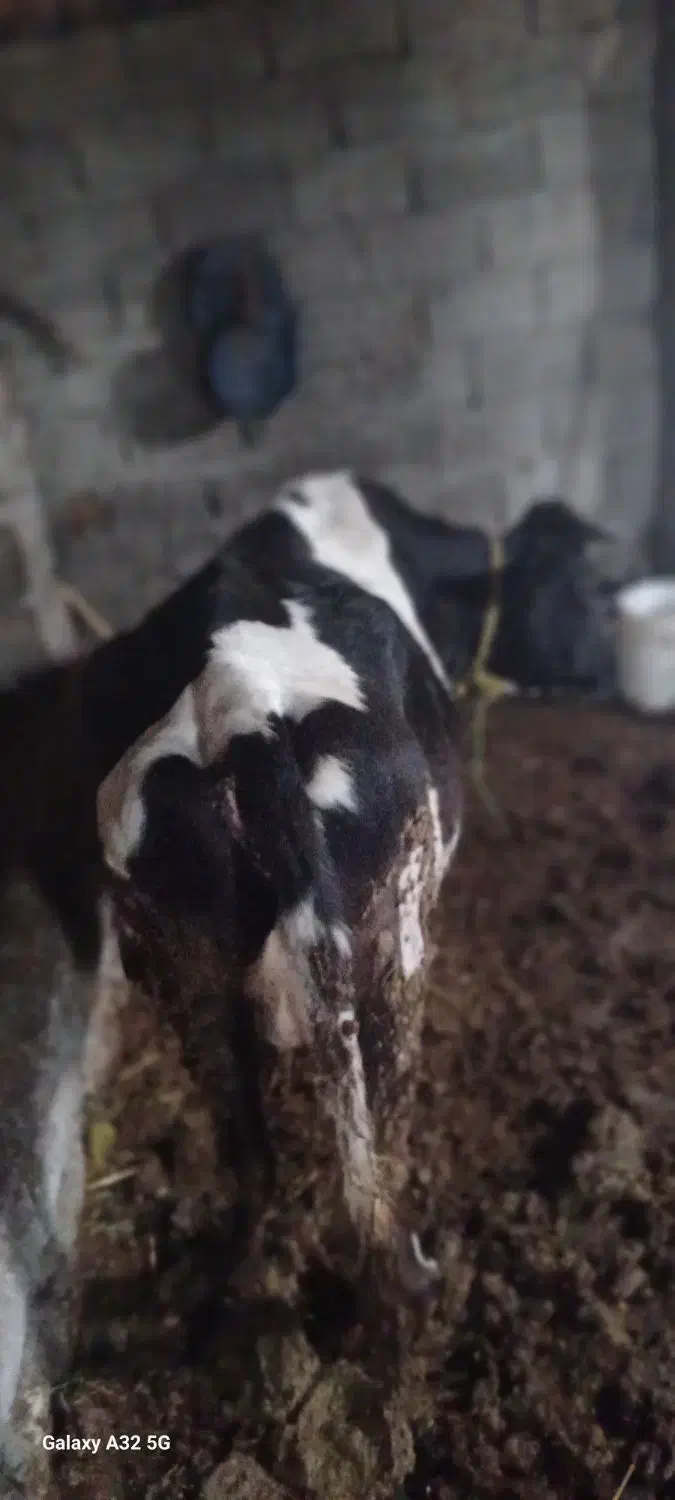 گاو گوشتی کیلوی ۲۷۵۰۰۰|حیوانات مزرعه|قره ضیاالدین, |دیوار