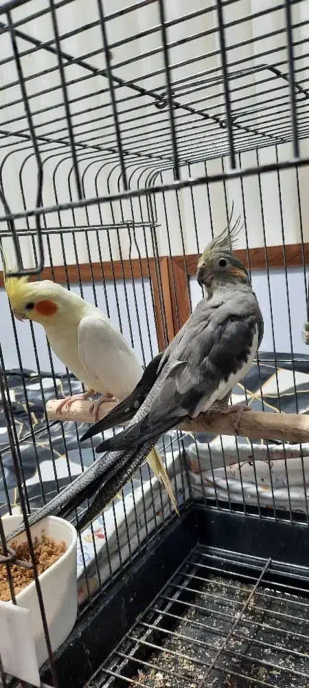 عروس هلندی نر و ماده|پرنده|نوشهر, |دیوار