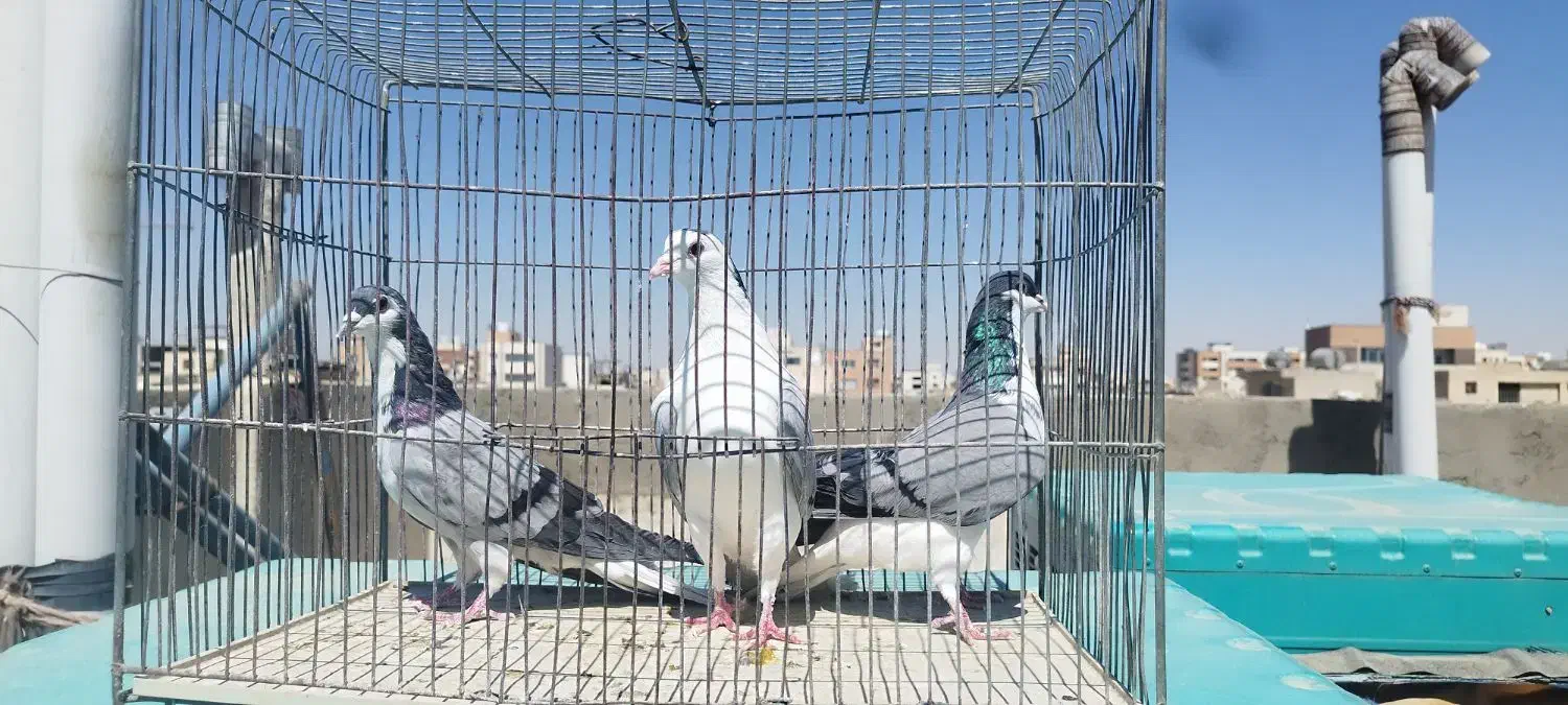 دو عدد ماده یک عدد نر بشرط|پرنده|اصفهان, کساره|دیوار