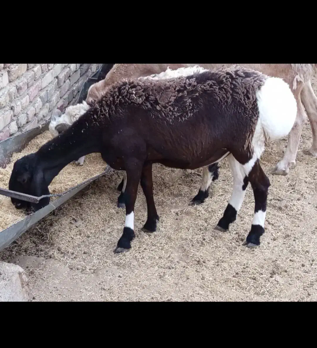 میش چینی قندوزی|حیوانات مزرعه|شیراز, سایت اداری|دیوار