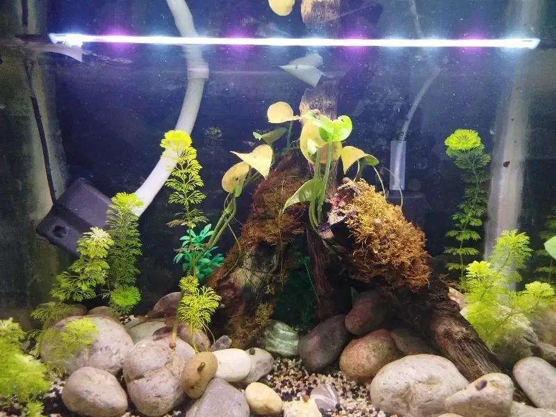 اکواریوم معاوضه هم داره|ماهی|یاسوج, |دیوار