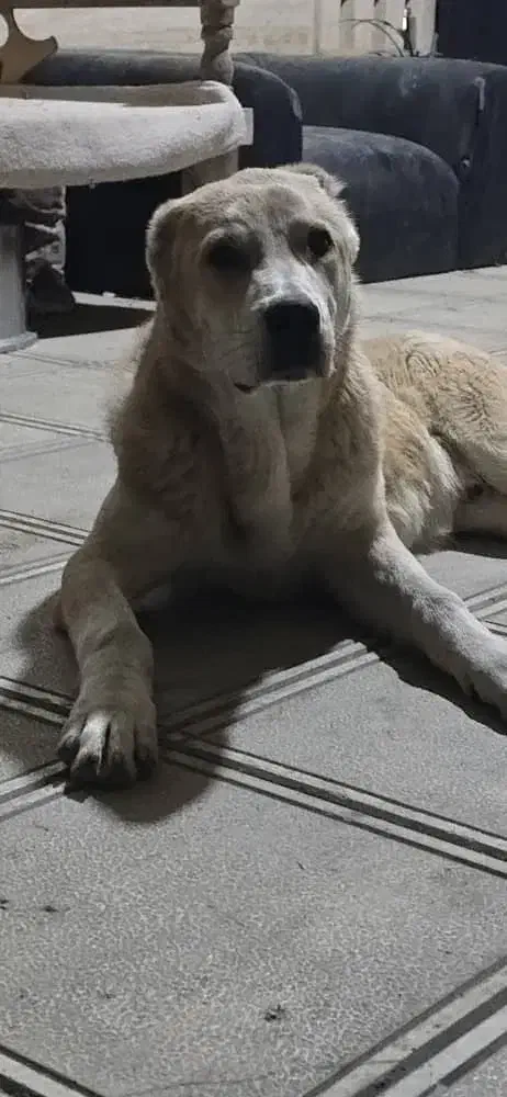 سگ ماده پژدر و نر خراسانی|سگ|ورامین, ورامین|دیوار