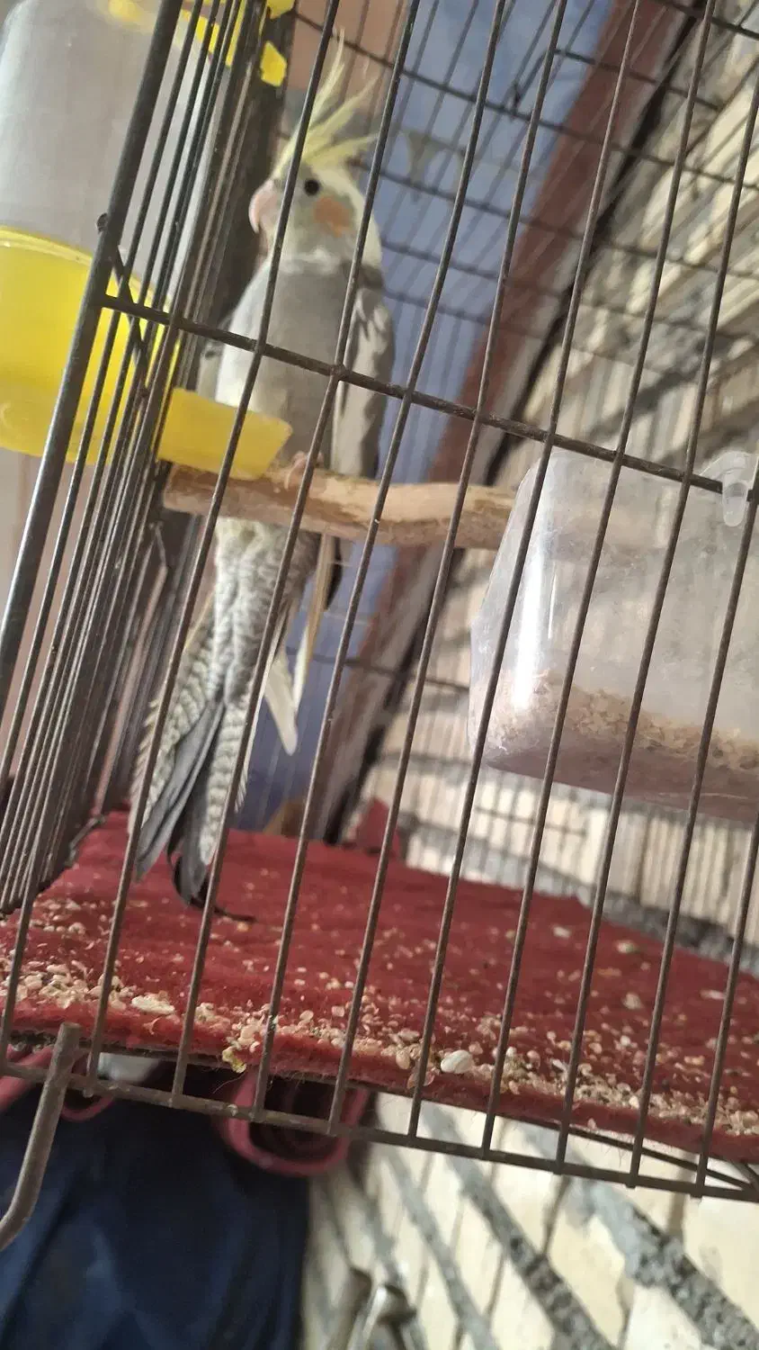 پرنده نر نیمه دستی|پرنده|اندیمشک, |دیوار